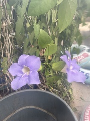 Thunbergia