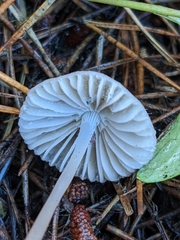 Mycena capillaripes