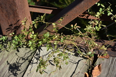 Euphorbia hypericifolia