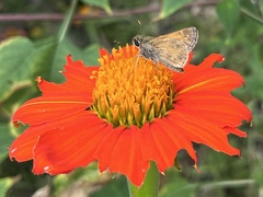 Polites themistocles