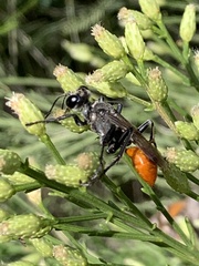 Sphecinae