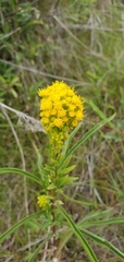 Solidago confinis
