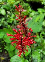 Odontonema
