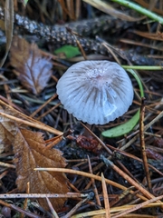 Mycena capillaripes