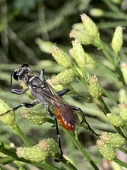 Sphecinae