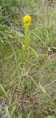 Solidago confinis