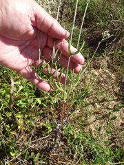 Eriogonum multiflorum