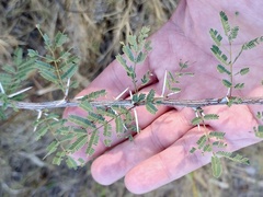 Vachellia farnesiana