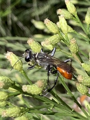 Sphecinae