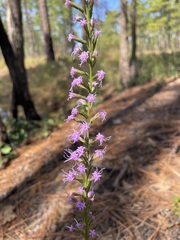 Liatris cokeri