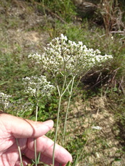 Eriogonum multiflorum