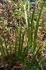 Iris pseudacorus