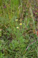 Achyropappus anthemoides
