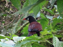 Psarocolius montezuma