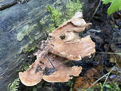 Tapinella panuoides