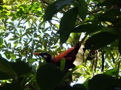 Psarocolius montezuma