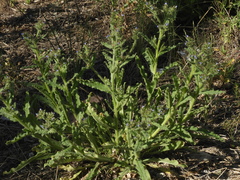 Anchusa