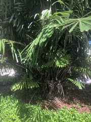 Dypsis lutescens