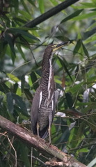 Tigrisoma fasciatum