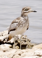 Burhinus vermiculatus