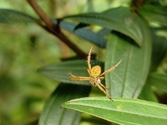 Argiope