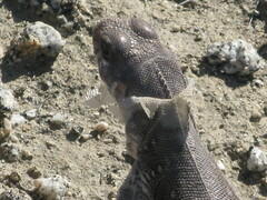 Dipsosaurus dorsalis