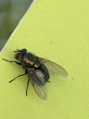 Calliphoridae