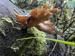 Tapinella panuoides
