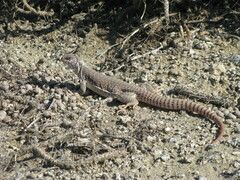 Dipsosaurus dorsalis