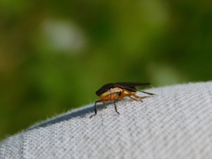 Homalodisca insolita