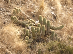 Trichocereus schickendantzii