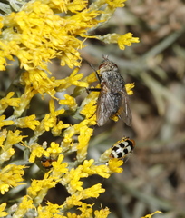 Paradejeania rutilioides