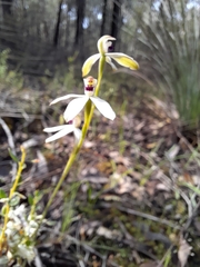 Caladenia cucullata