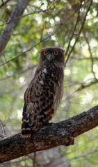 Ketupa zeylonensis