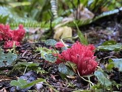 Ramaria araiospora