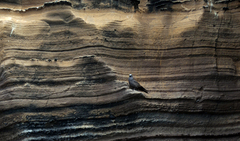 Anous stolidus galapagensis