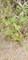 Ribes divaricatum pubiflorum