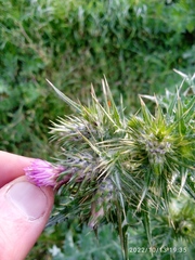 Carduus tenuiflorus