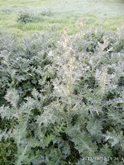Carduus tenuiflorus