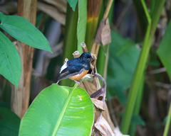 Copsychus malabaricus