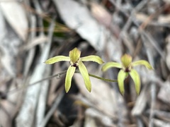 Caladenia transitoria