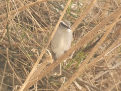 Ochthoeca leucophrys