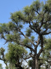 Erythrina crista-galli