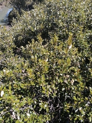 Avicennia marina