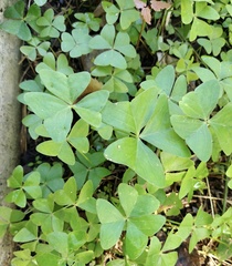 Oxalis latifolia