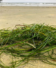 Phyllospadix torreyi
