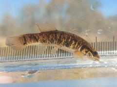 Umbra limi