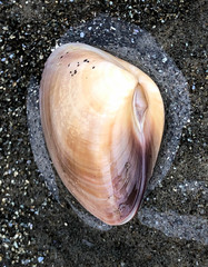 Tivela stultorum
