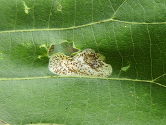 Phyllonorycter tiliacella