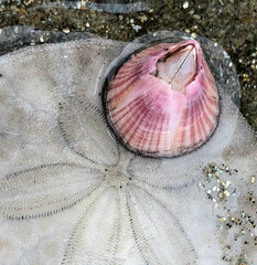 Paraconcavus pacificus